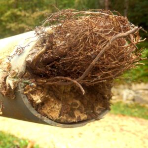 a pipe filled with plant roots