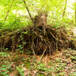 tree roots pulling out of the ground