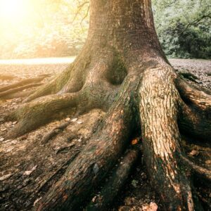 tree roots pushing above the ground