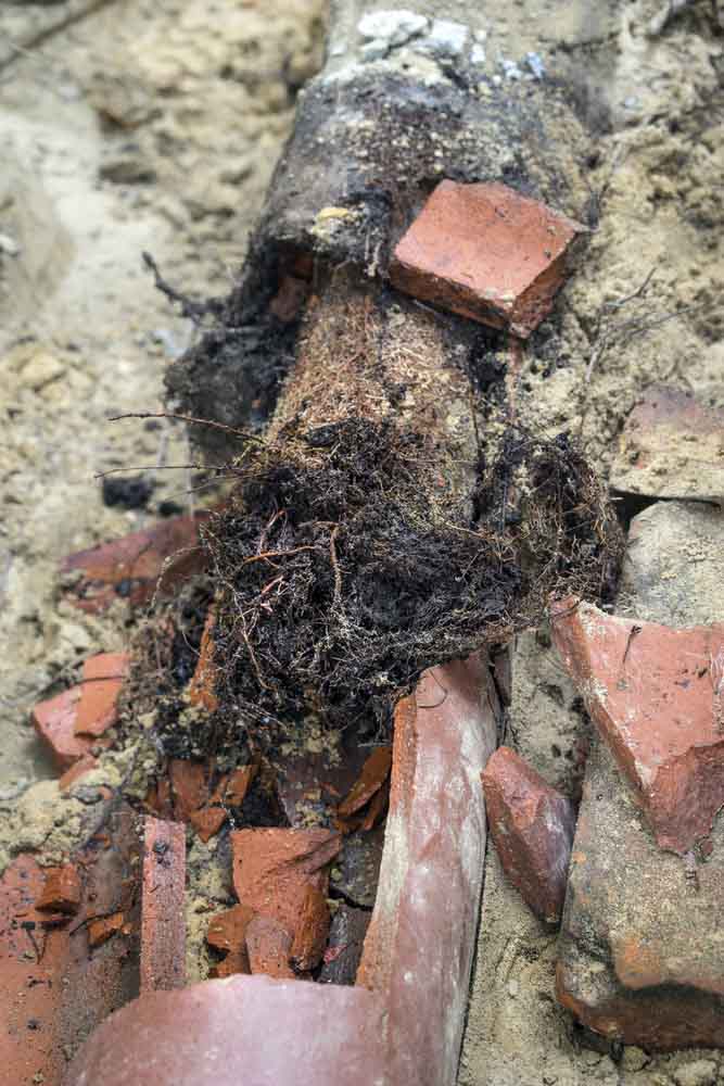 tree roots in pipes Renton, WA